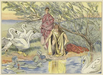 Narciso